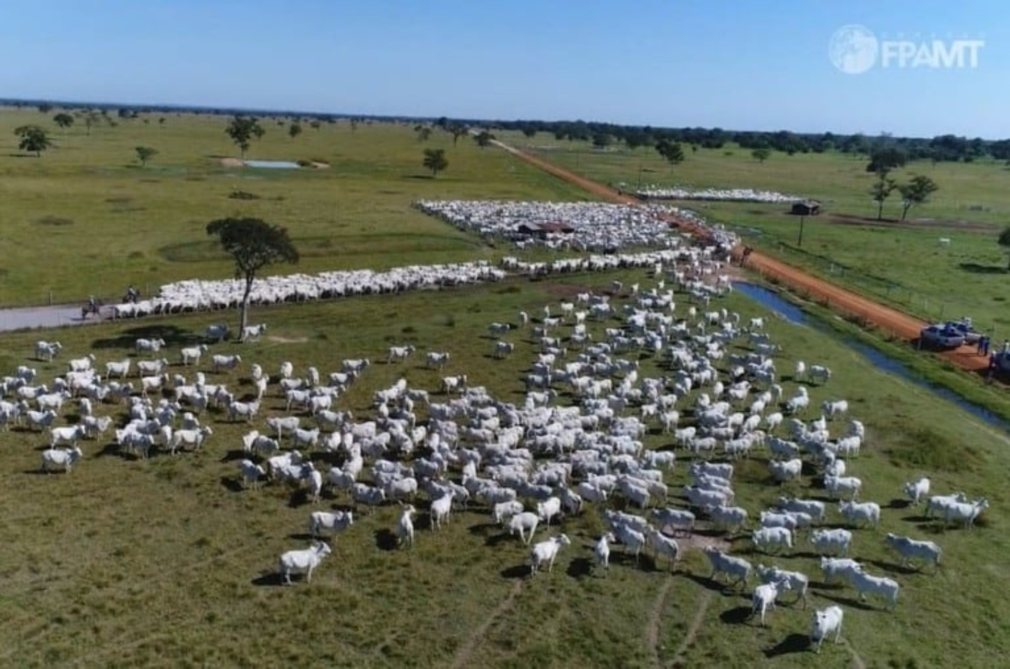 Queda no Rebanho Bovino de Mato Grosso: Redução de Mais de 2,5 Milhões de Animais