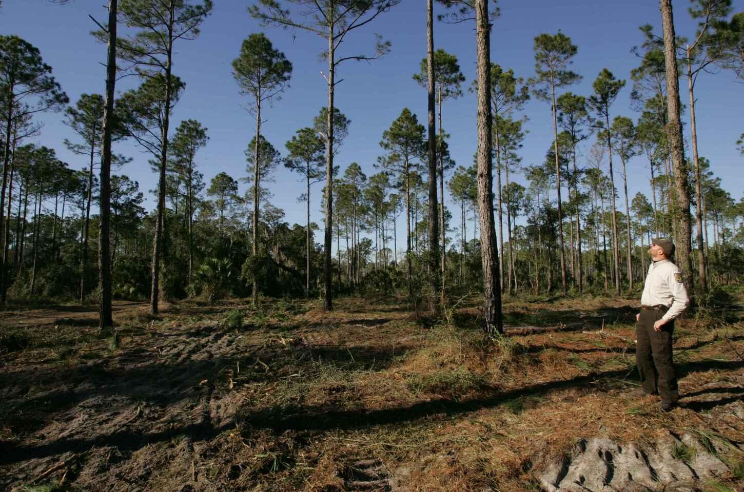 Restauração de florestas pode gerar renda e alimentos