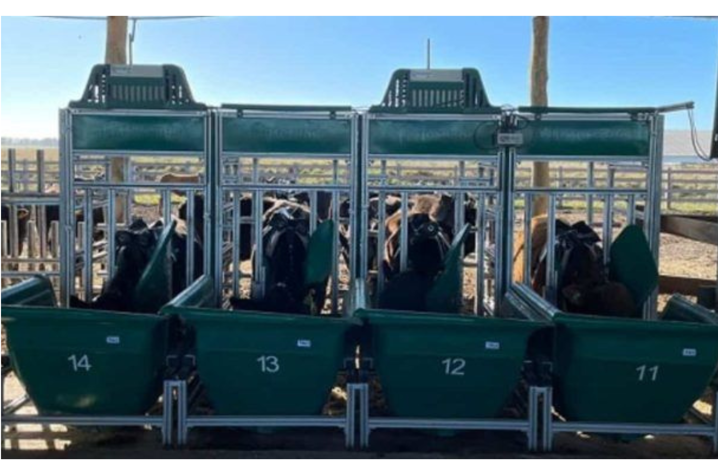 Farelo de Mamona como Alternativa ao Farelo de Soja na Alimentação de Bovinos