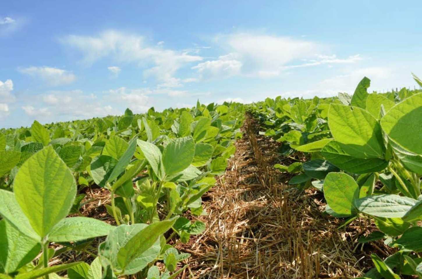 Plantio de Soja é Liberado com Perspectivas Cautelosas para Safra 2024/25