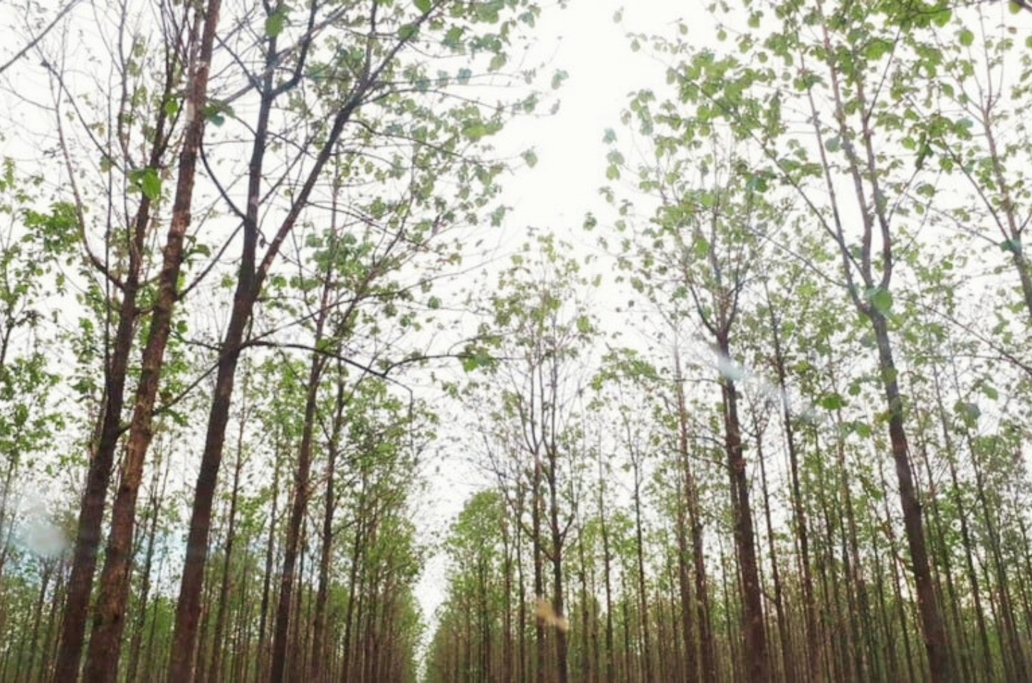 Produtores Rurais de Mato Grosso Devem se Cadastrar no Indea-MT