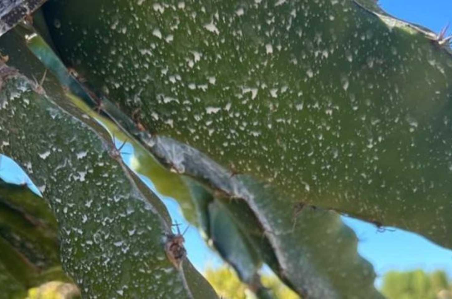 Uma Solução Econômica e Eficiente como Protetor Solar para Plantas